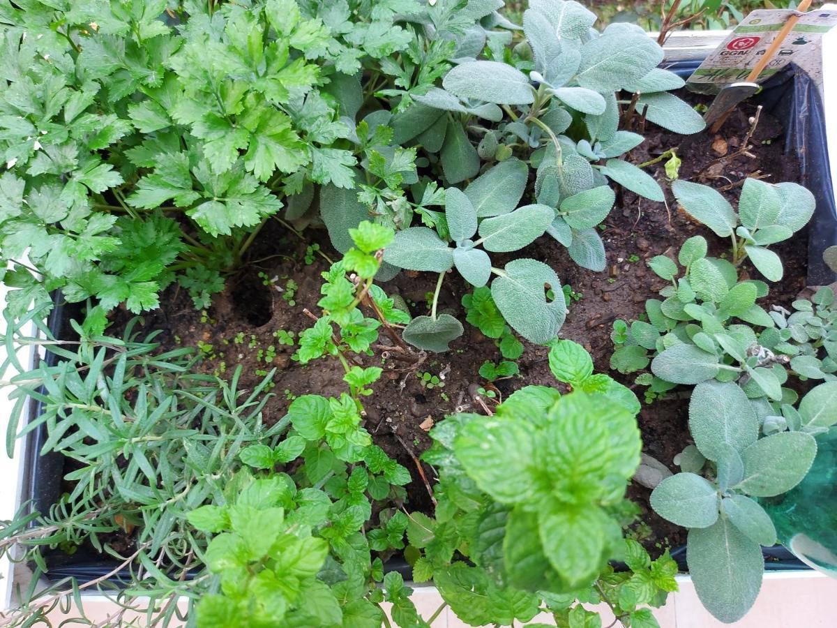 Casa Al Giardino, In Campagna Nel Cuore Di *